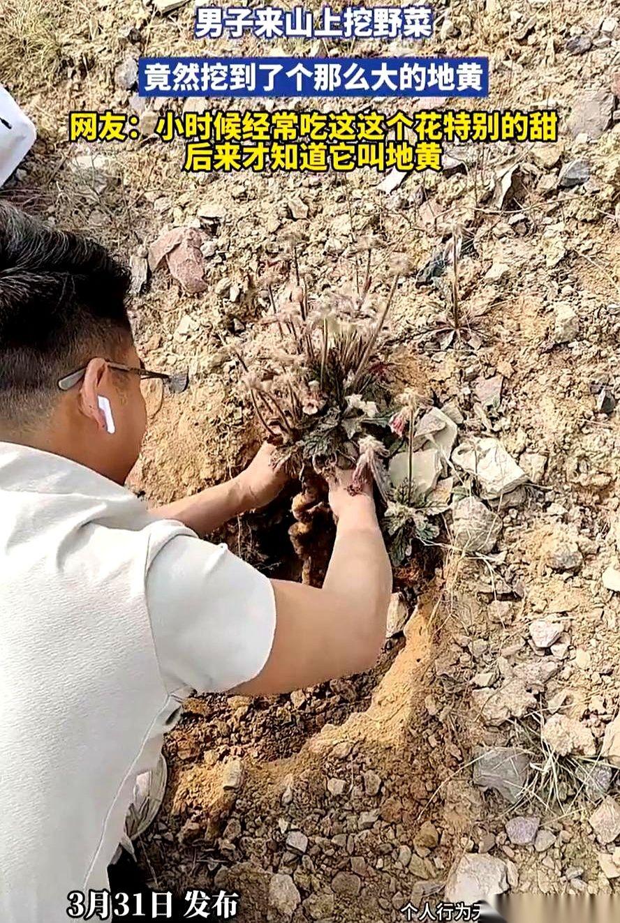 重庆一个大哥，本想上山挖点荠菜，结果一锄头下去，整条胳膊都被震麻了。
地下那东西