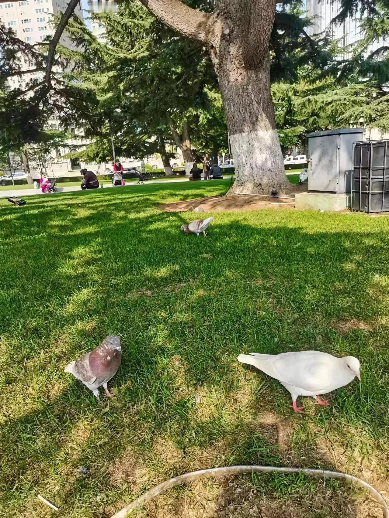 丈夫逃避失联
夫妻本是同林鸟，大难临头各自飞？

媒体报道：小夫妻新婚两个月，妻