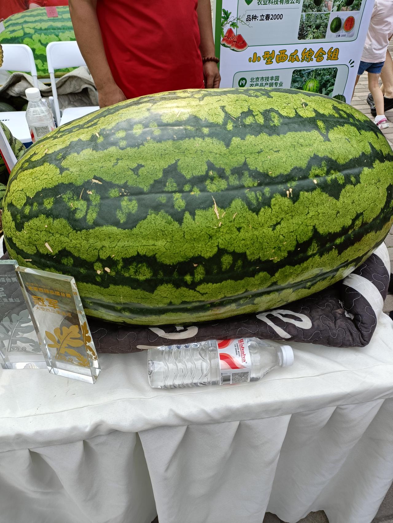 北京庞各庄的西瓜王重达100多斤，这简直太惊人了！想象一下，这么大的西瓜得多少人