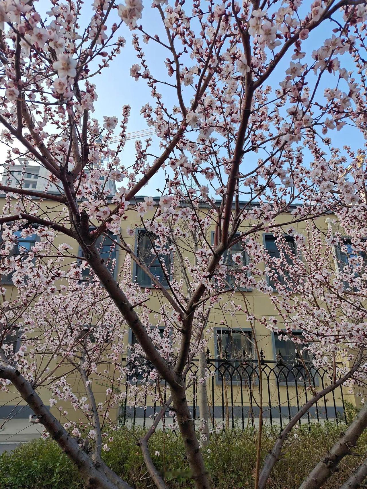 路边的小花开了，它没打算给谁看，但它开了