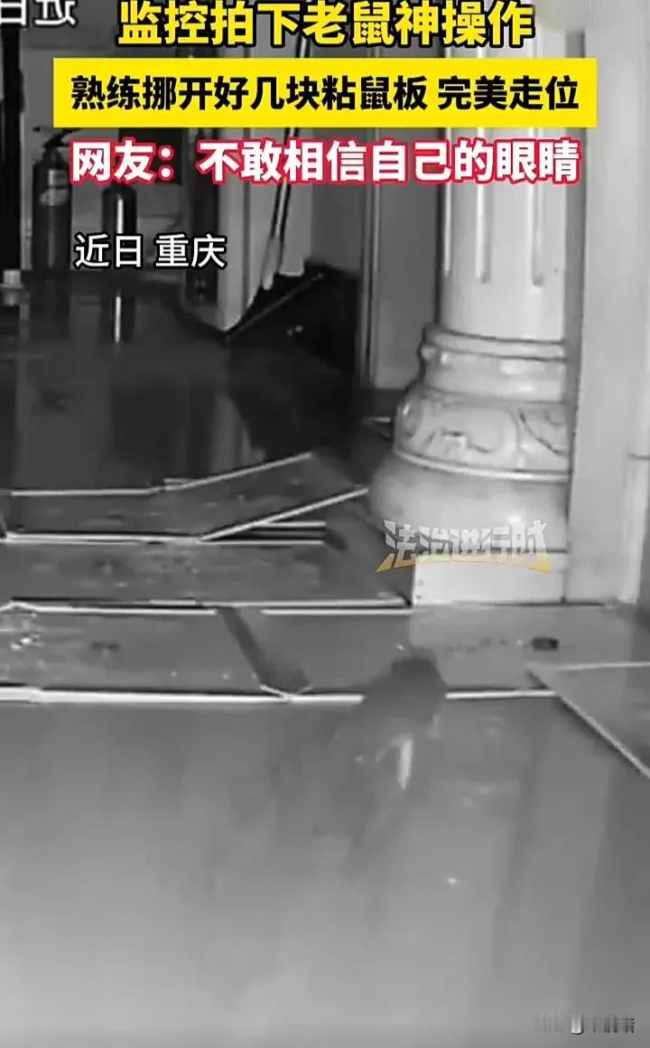 看完直接震惊了！近日，重庆一名网友发视频称，自己家由于有老鼠会跑进来，于是特意买