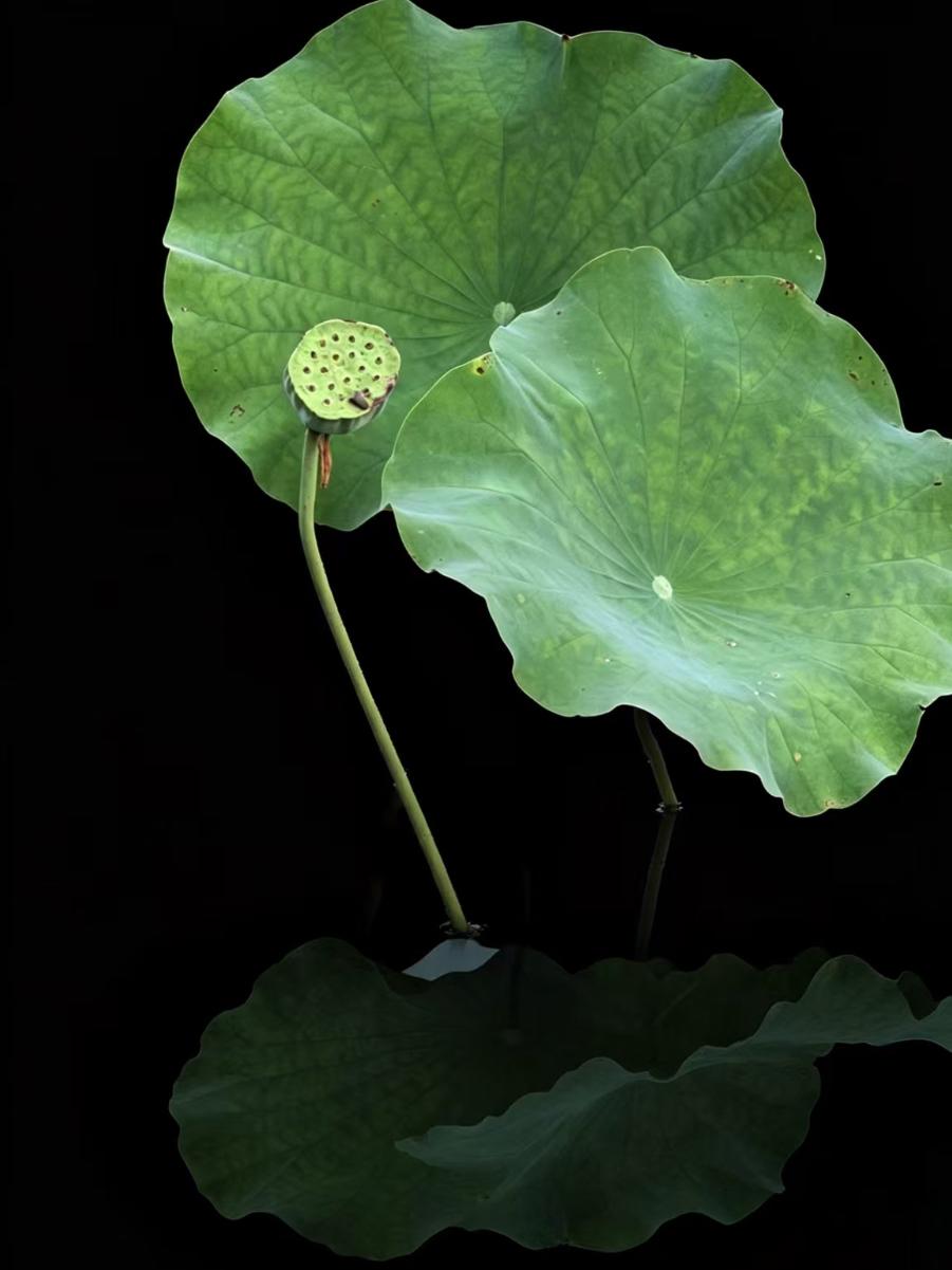 （原创）
墨隅清荷
浓黑底色隔绝俗世纷扰，九帧清荷看尽花叶一生。嫩芽蜷缩、青叶舒