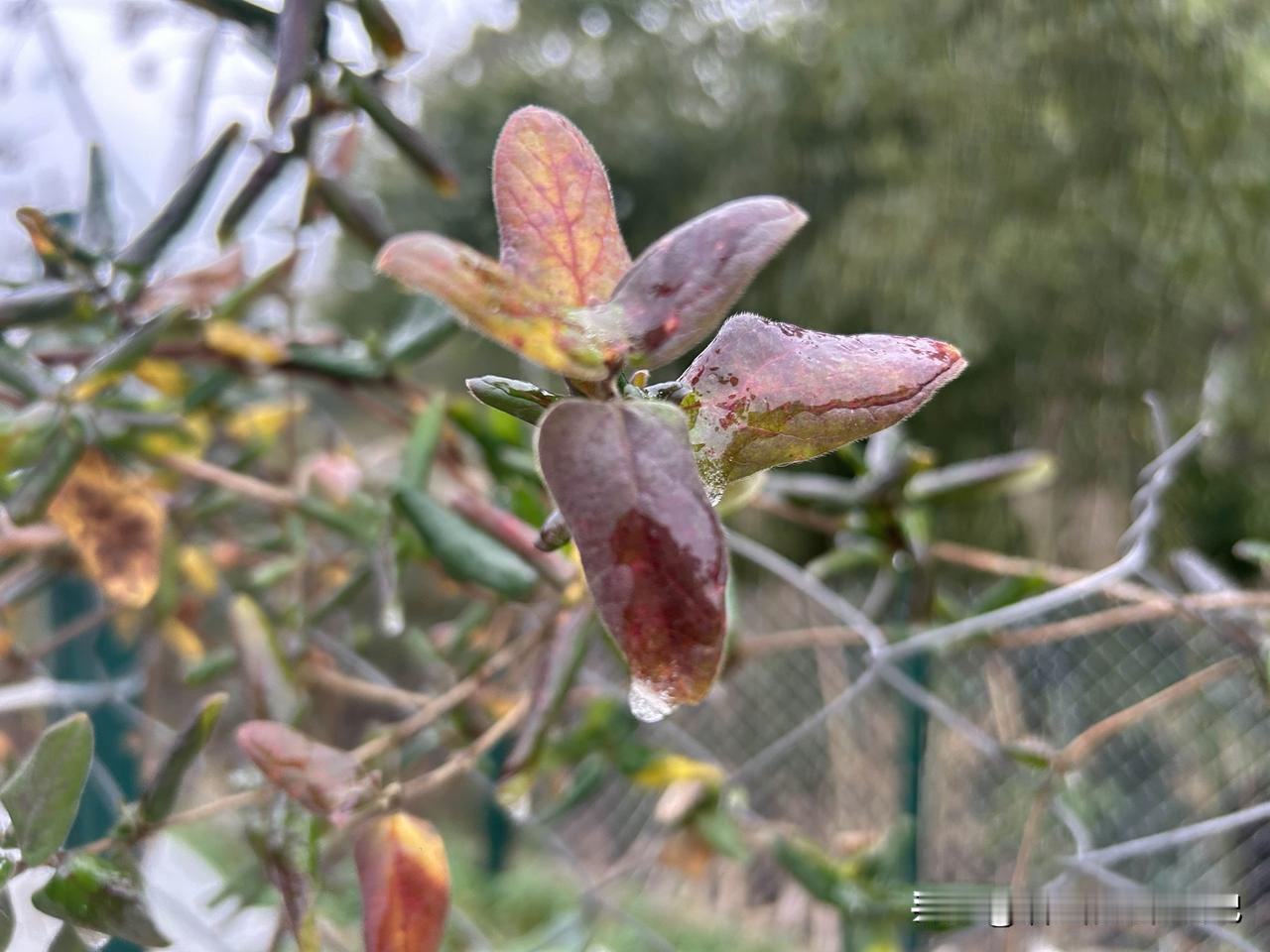 70后独居女人一天日常！
长沙下雪了！1月19号那天还热得穿单衣，昨天就开始降温