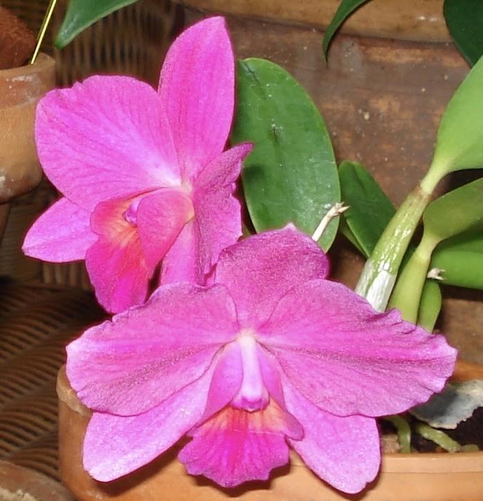 卡特兰Cattleya Newberry Radiance
亲本：C. Mini