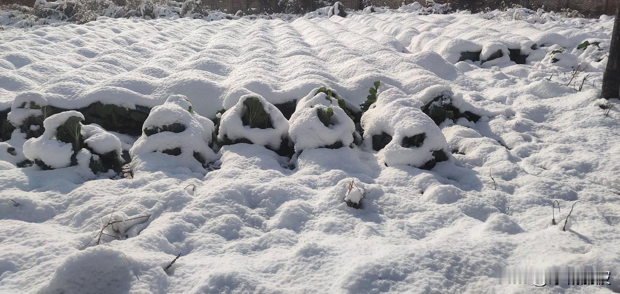 昨天哈尔滨下雪了，也是东北的第一场雪，弟弟家的菜没收，都埋在雪里了，