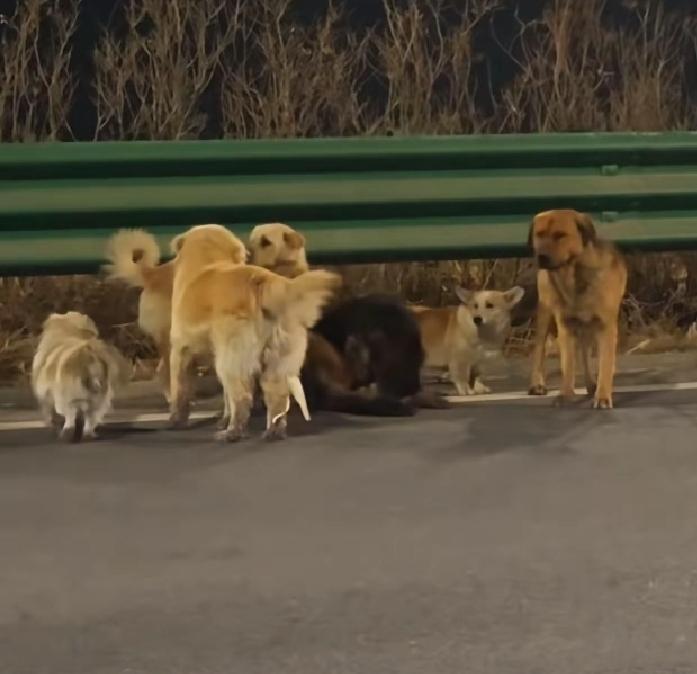 看完这7只狗狗结伴走17公里回家的事，柯基大胖太让人感动了。
 
平时它们就是一