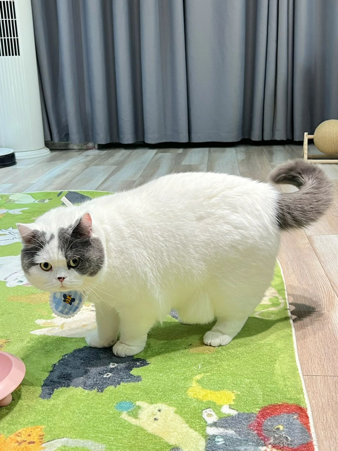 年纪轻轻就拥有一辆猫车车