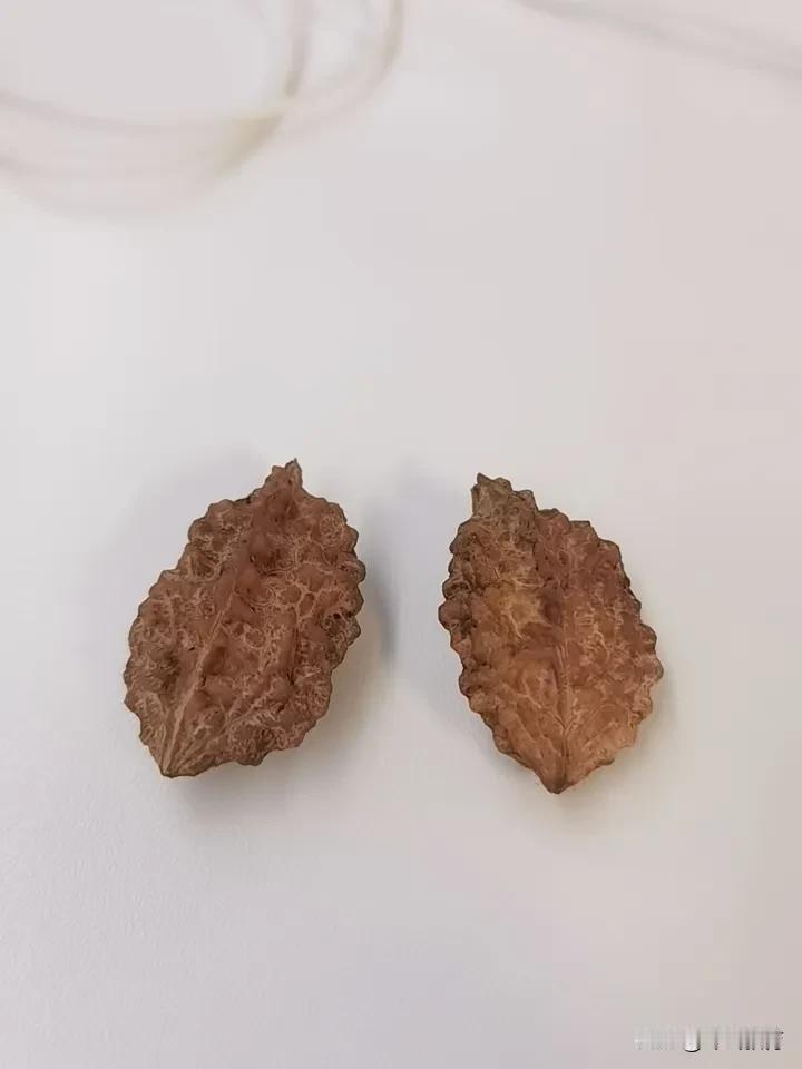 什么果实，有谁知道？