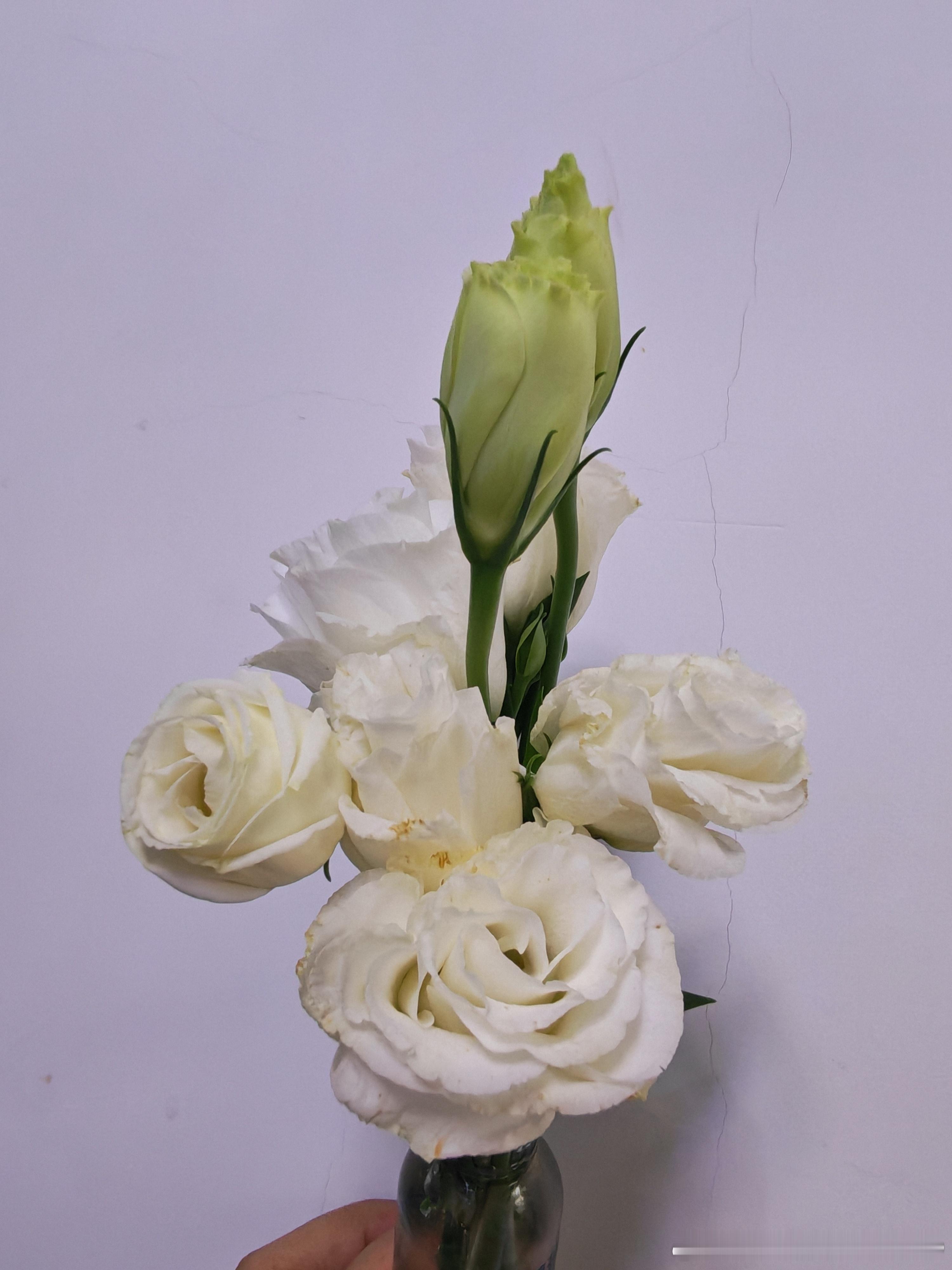 早安[超话] 新的一天不用急着奔跑呀先蹲下来看看这朵花——它慢慢开，我们慢慢走，