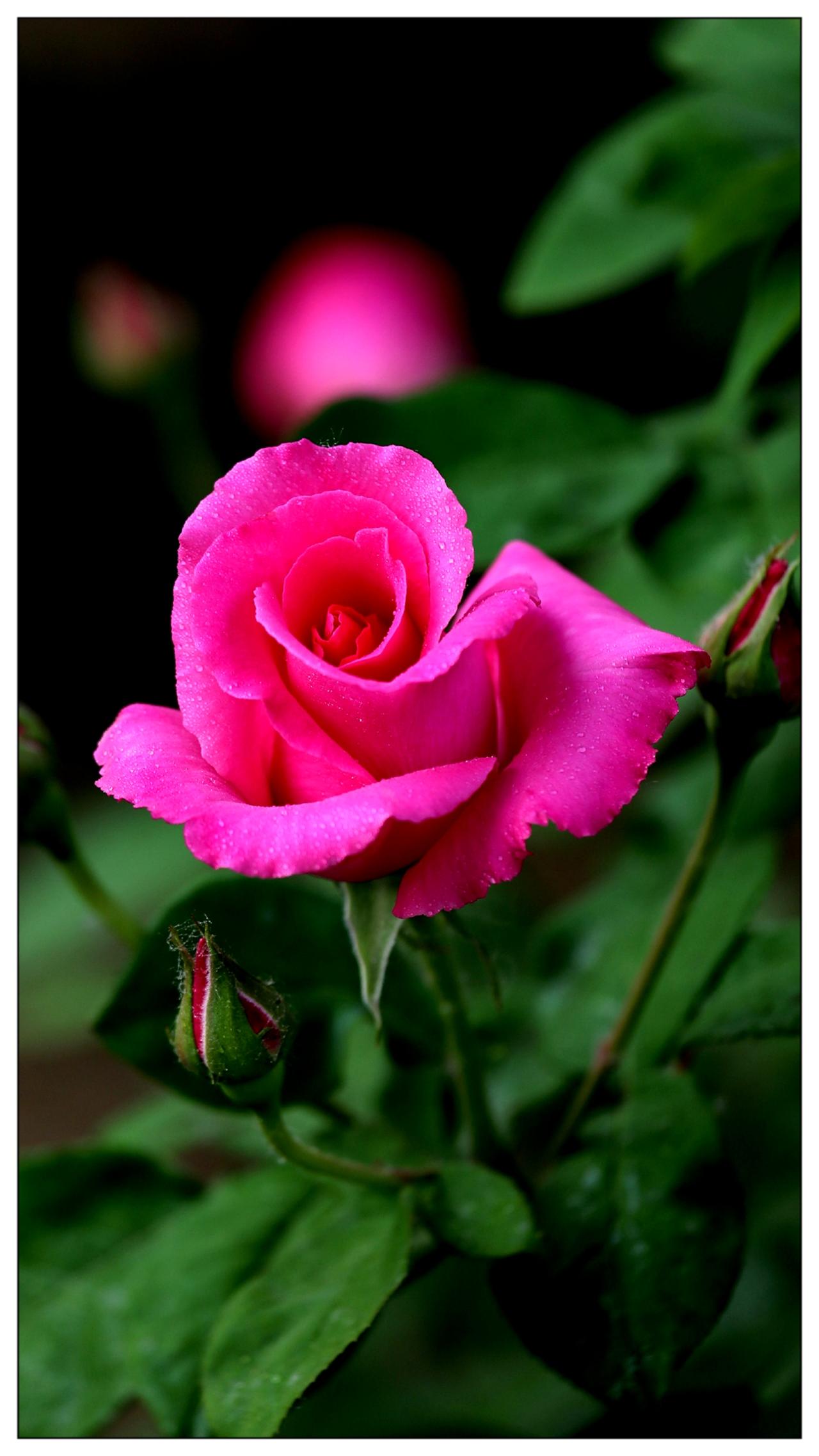 月季花