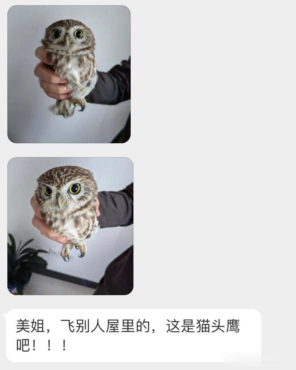 #鸟粉投稿# 把握良鸡环节飞屋里的【纵纹腹小鸮】🦉（二级保护鸟类像玩具一样🙊