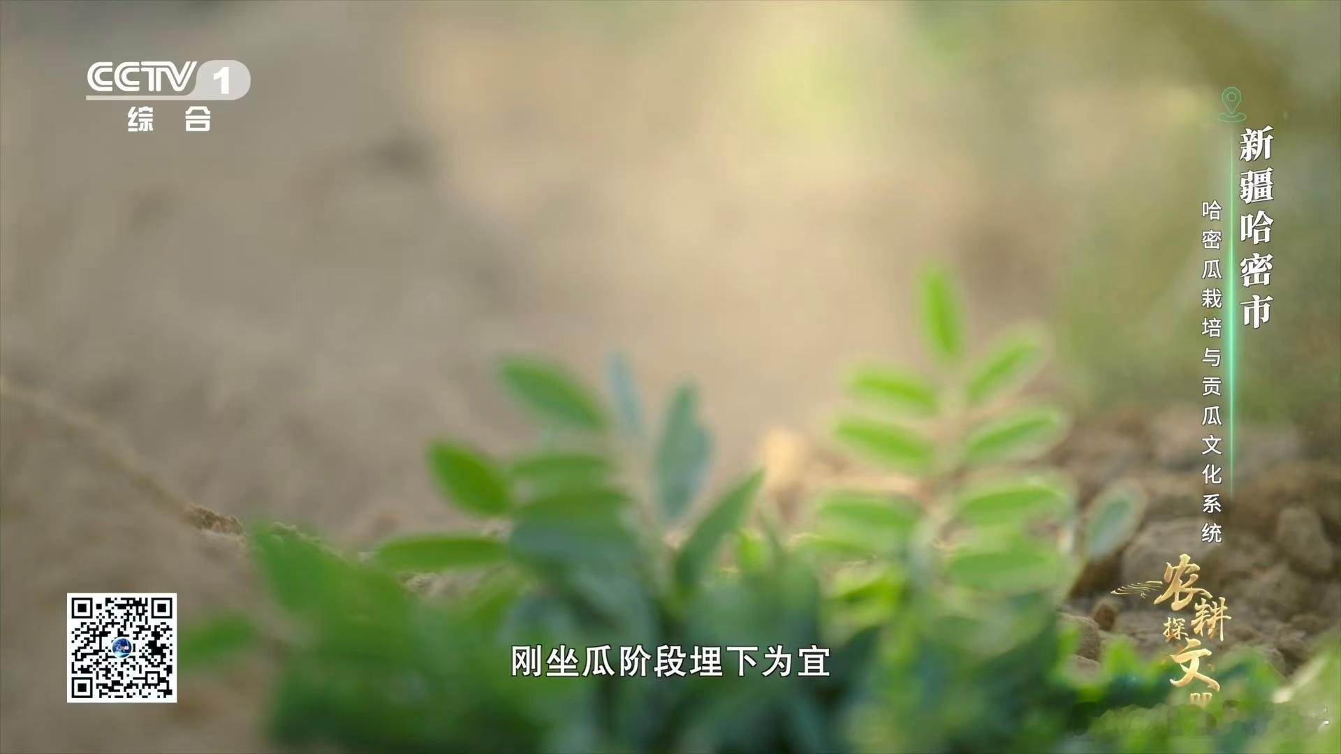 新疆哈密瓜甜的密码！苦豆子埋田数百年，养土防虫，甜果有溯源～ 