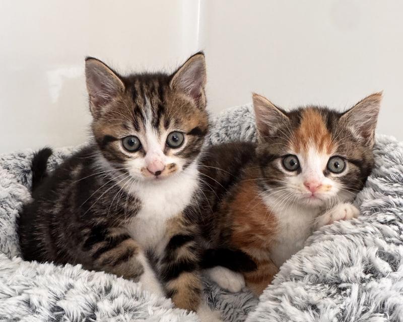 有多少人能接受小猫和自己睡床上? 对于小猫和自己睡床上这事，网友看法两极分化。有