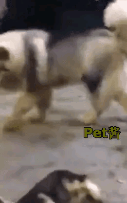 宋清辉，这三个字看到就反胃，好汉做事好汉当，既然碰瓷于东来吃了流量饭，就应该接受