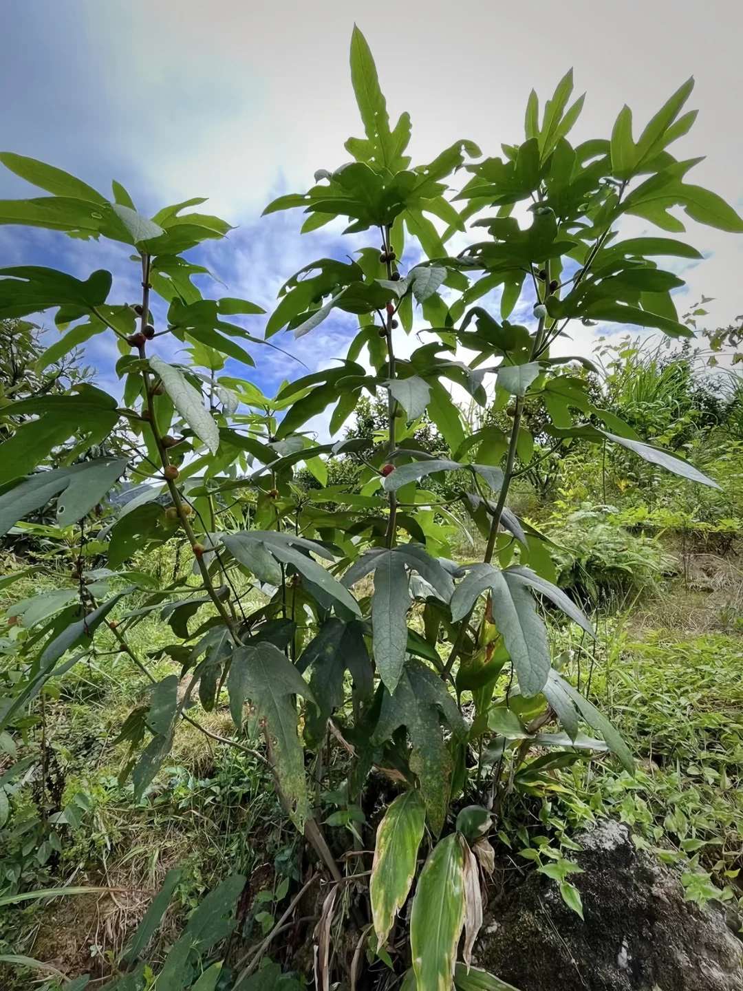 一道老广汤，帮你扫走体内 湿气。