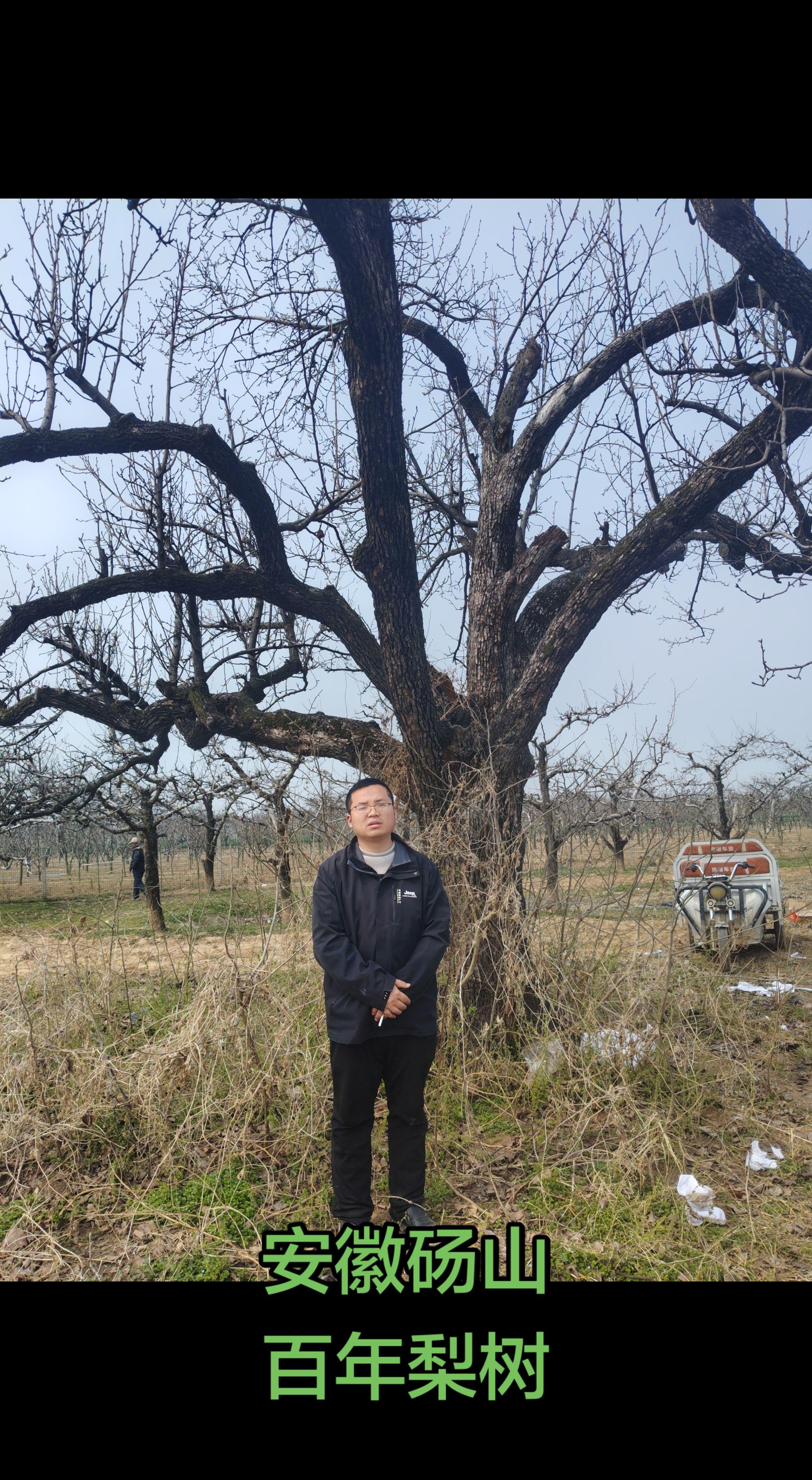 安徽砀山 百年梨树