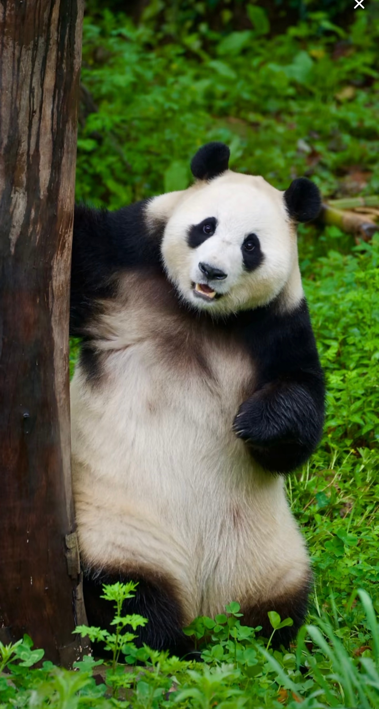 熊猫守护者 🐼森林驿站🌳每次翻看熊猫的日常都忍不住心动。慢悠悠啃竹、发呆的模