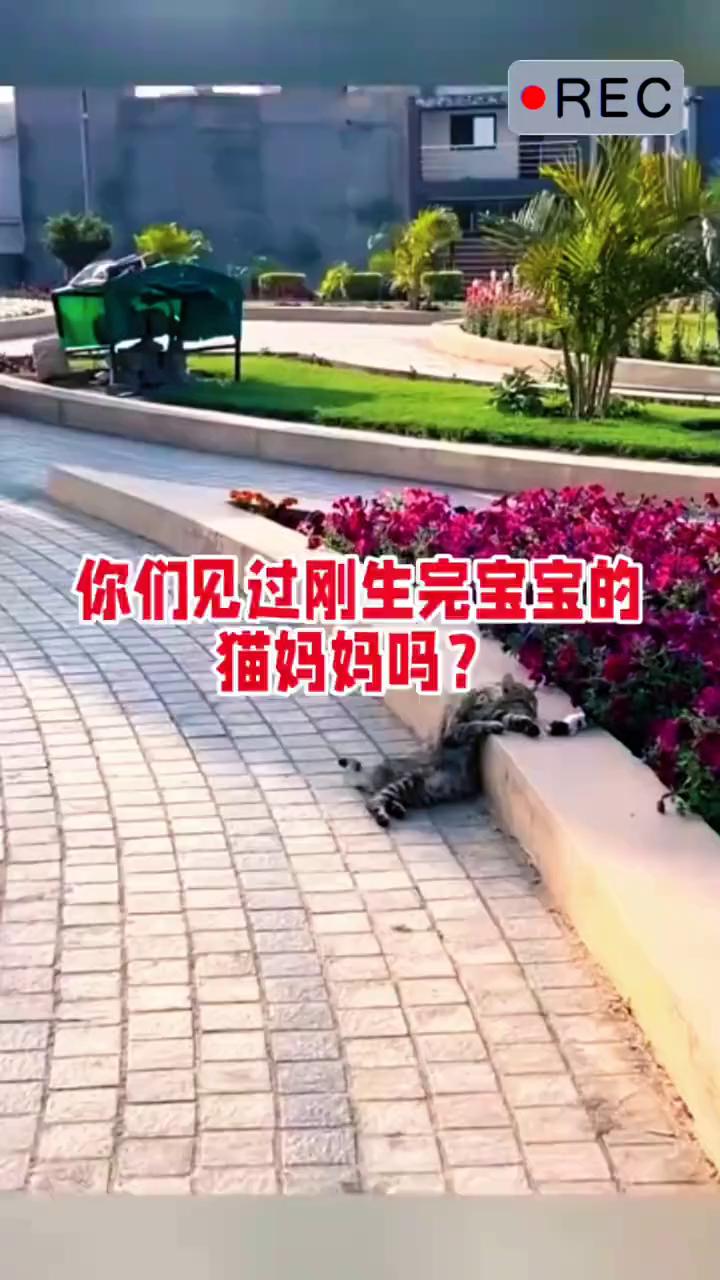 你们见过刚生完宝宝的猫妈妈吗？
你们见过刚生完宝宝的猫妈妈吗？它们往往精疲力尽，