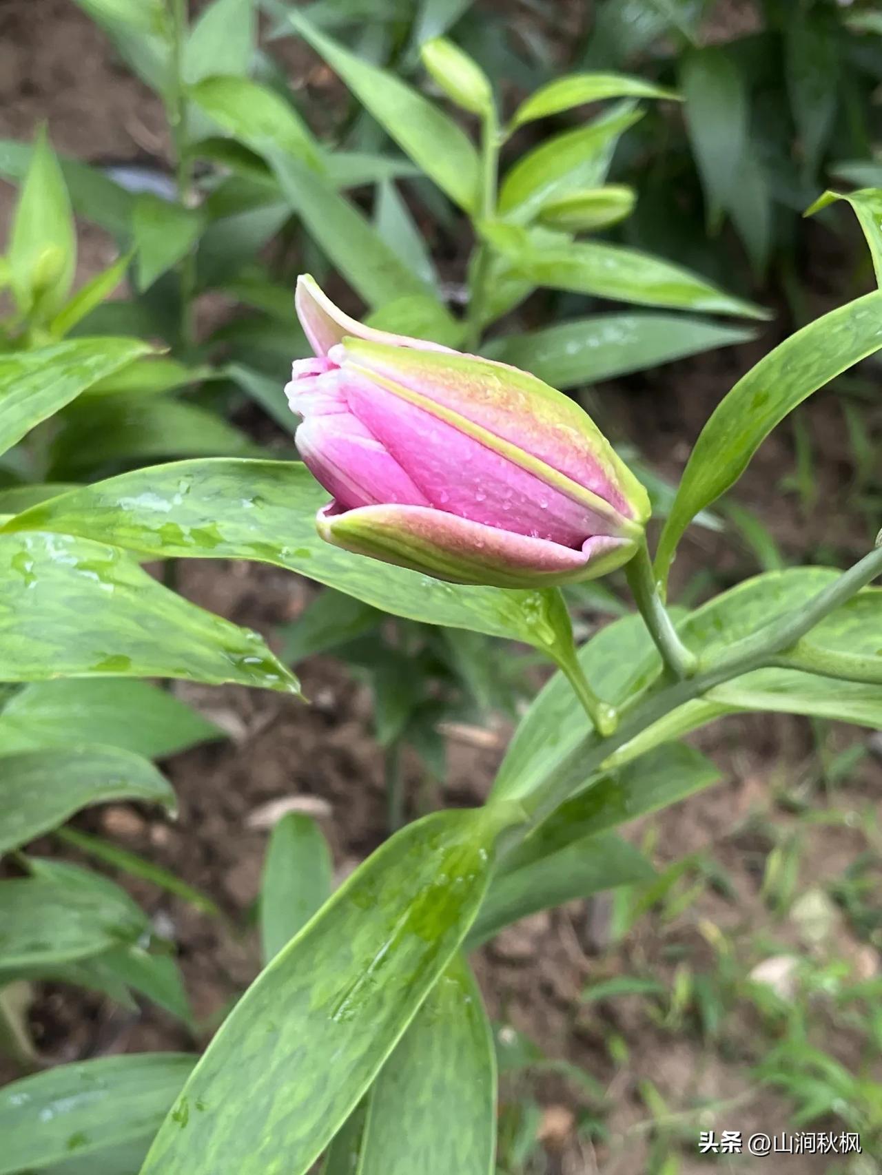 以花会友，交换一张你相册里的花花[作揖][作揖][作揖]