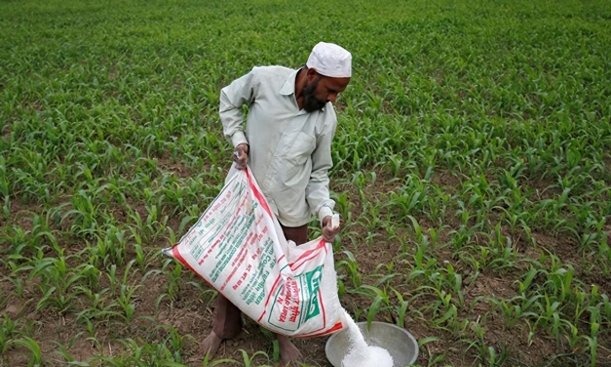 作为一个在家跟土地打交道三十多年的老把式，看到印度这回因为缺化肥急着找咱们救命，