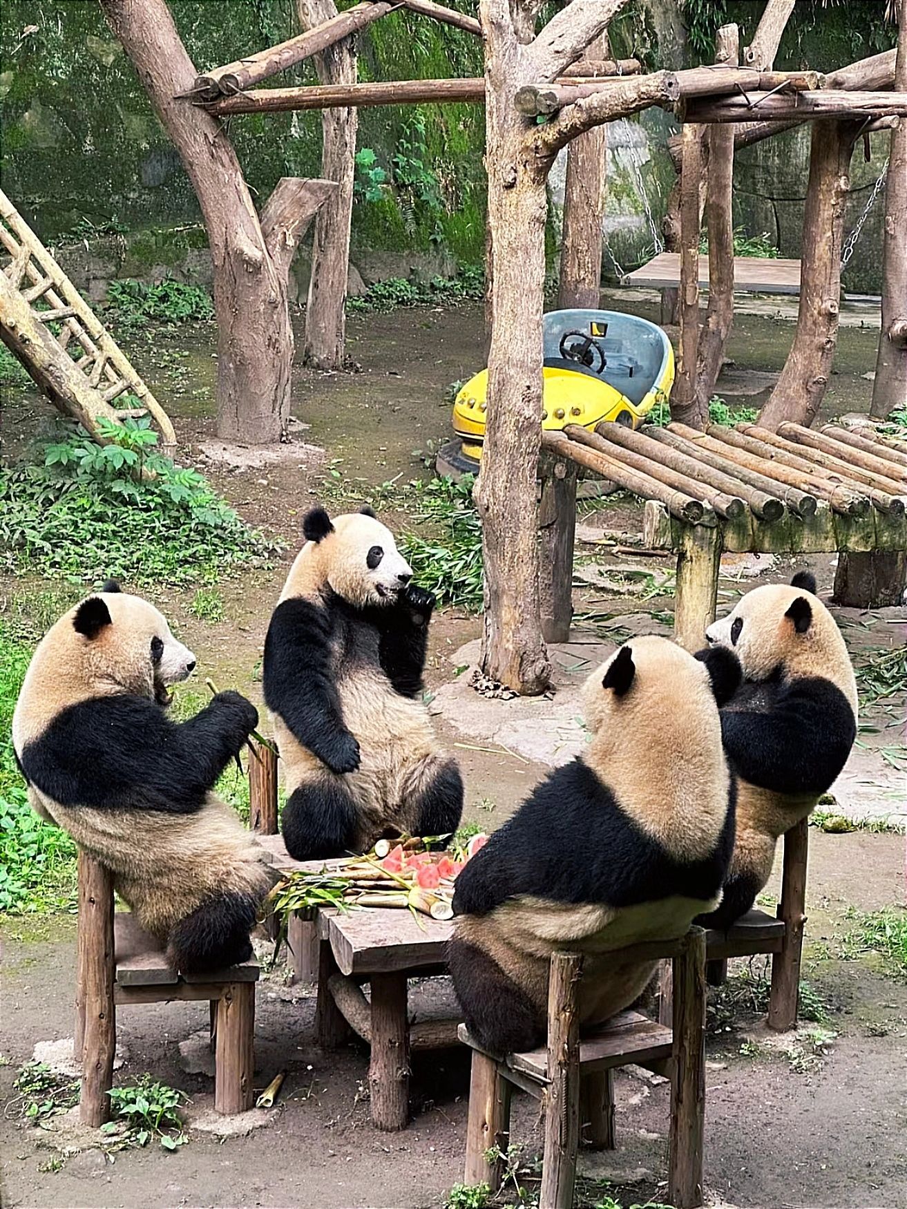 只有在重庆动物园才能看到的画面 ​​​