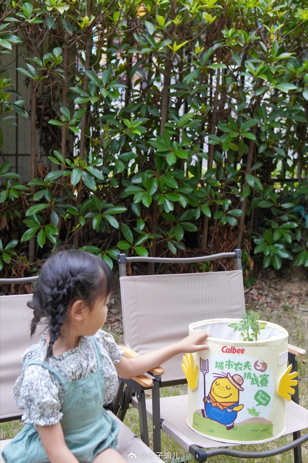 不知不觉土豆已经种下去快三个月了！经过小子瑜每天细心的照顾，土豆苗也是越长越高了