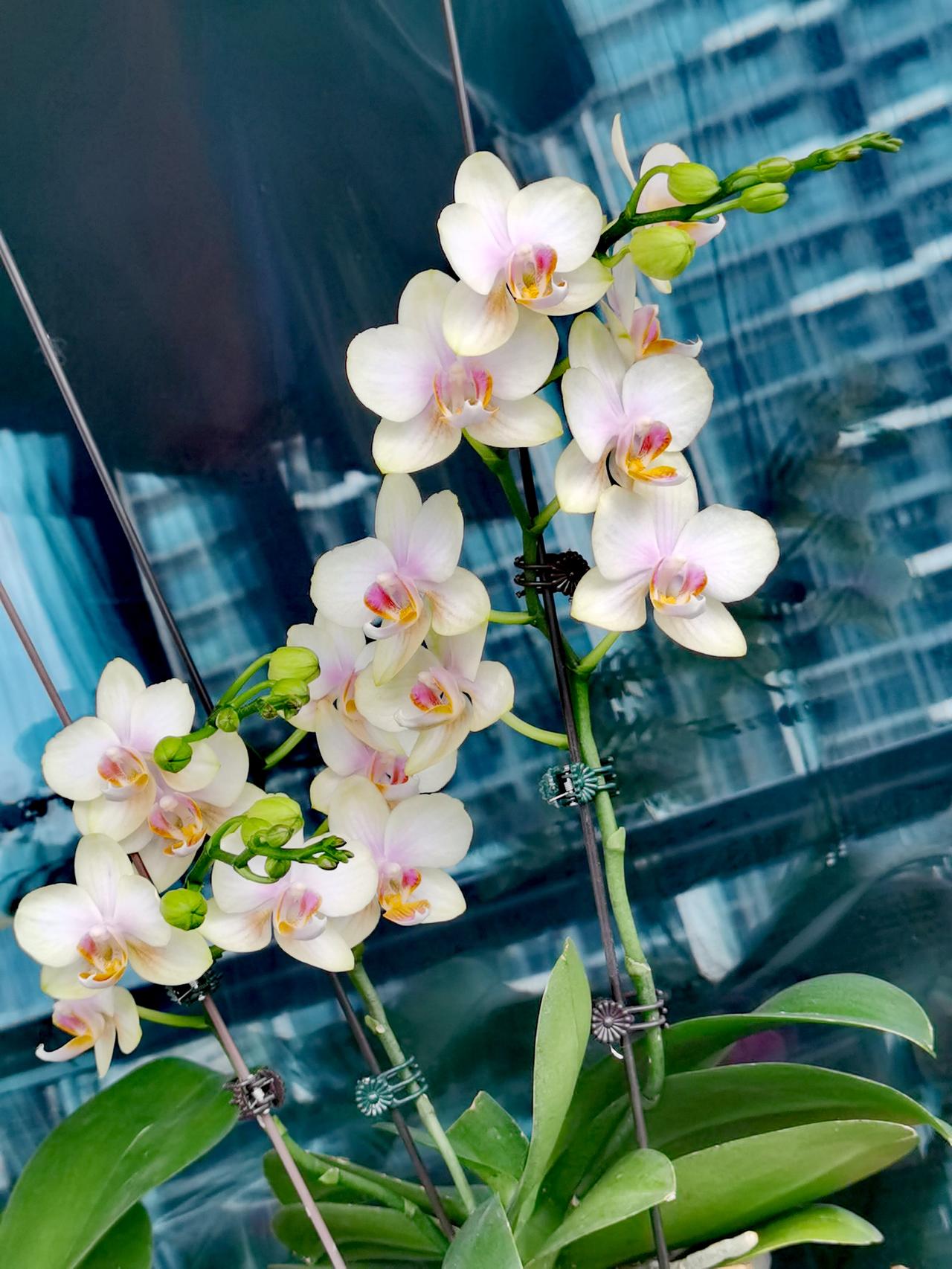 我挺纳闷台湾人，和平统一后：
1，高铁，大桥直达大陆有什么不好？
要想富先修路，