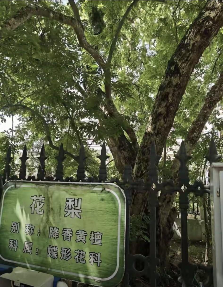 我科普的黄花梨，不仅在网上是盲区，甚至连AI都不敢收集。这也很正常，国家新标准、