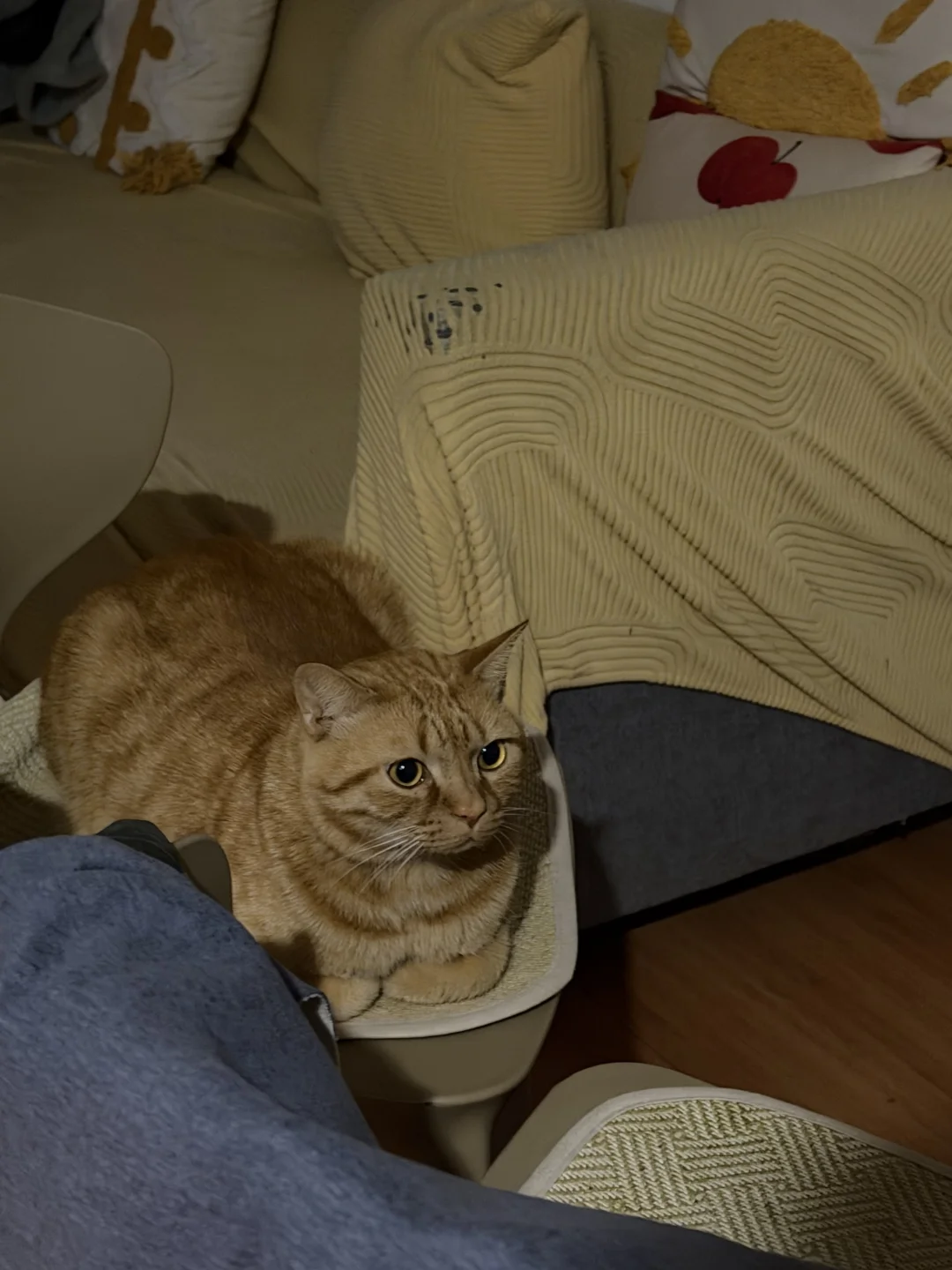 橘猫乖的时候可爱哭~！