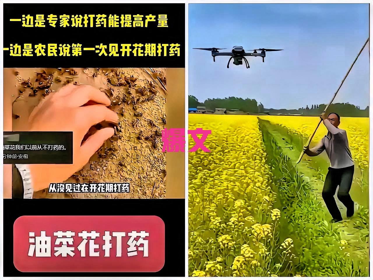 油菜花期乱用药的人，这次真的躲不掉了！公安部重拳严打涉农药犯罪，不是走过场，是直