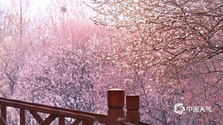 北京奥森山桃花盛开