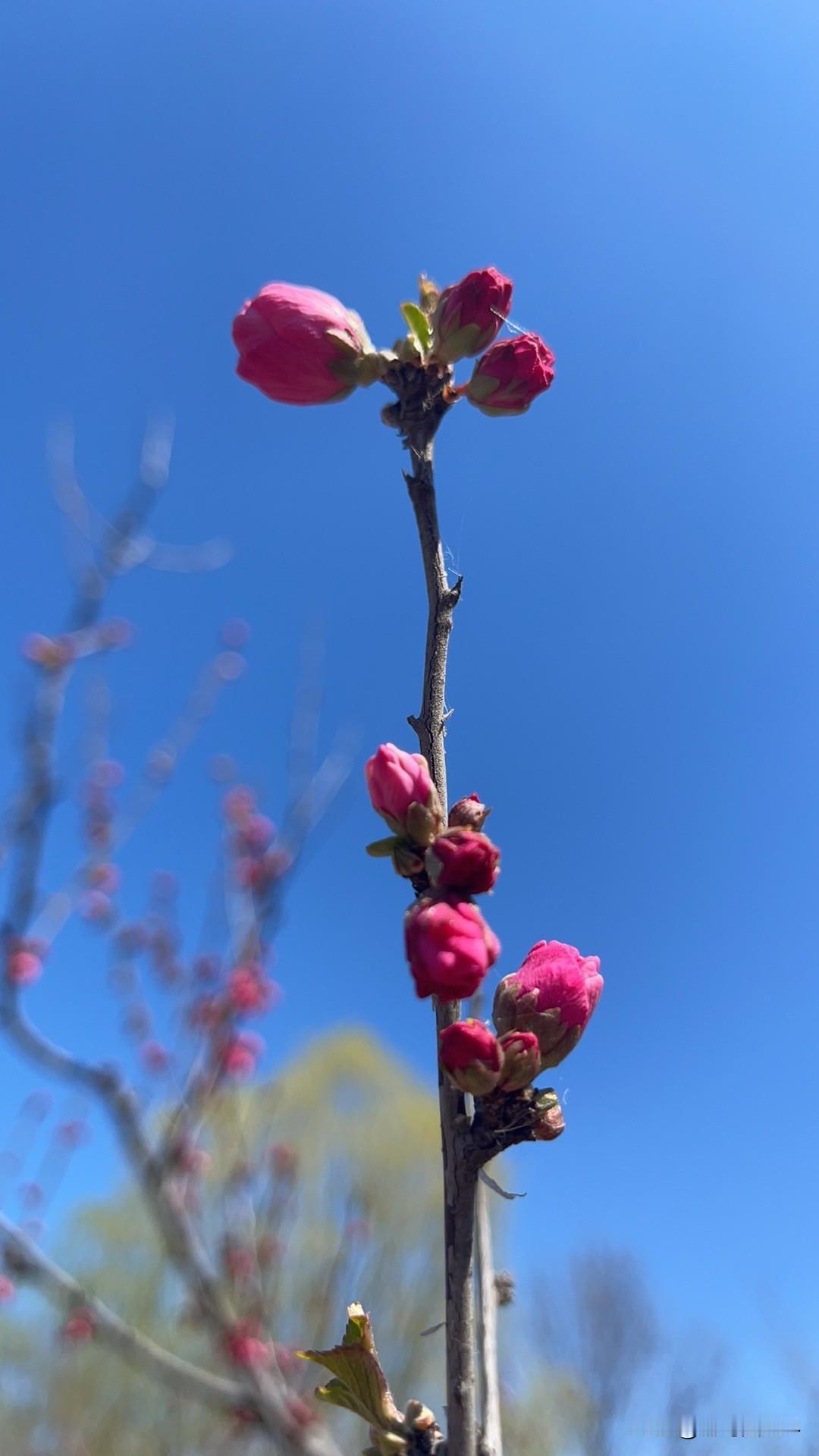 任何东西都是有自己的生命的，不要以为小麦成熟了，磨成来面粉，一切都结束了！
其实