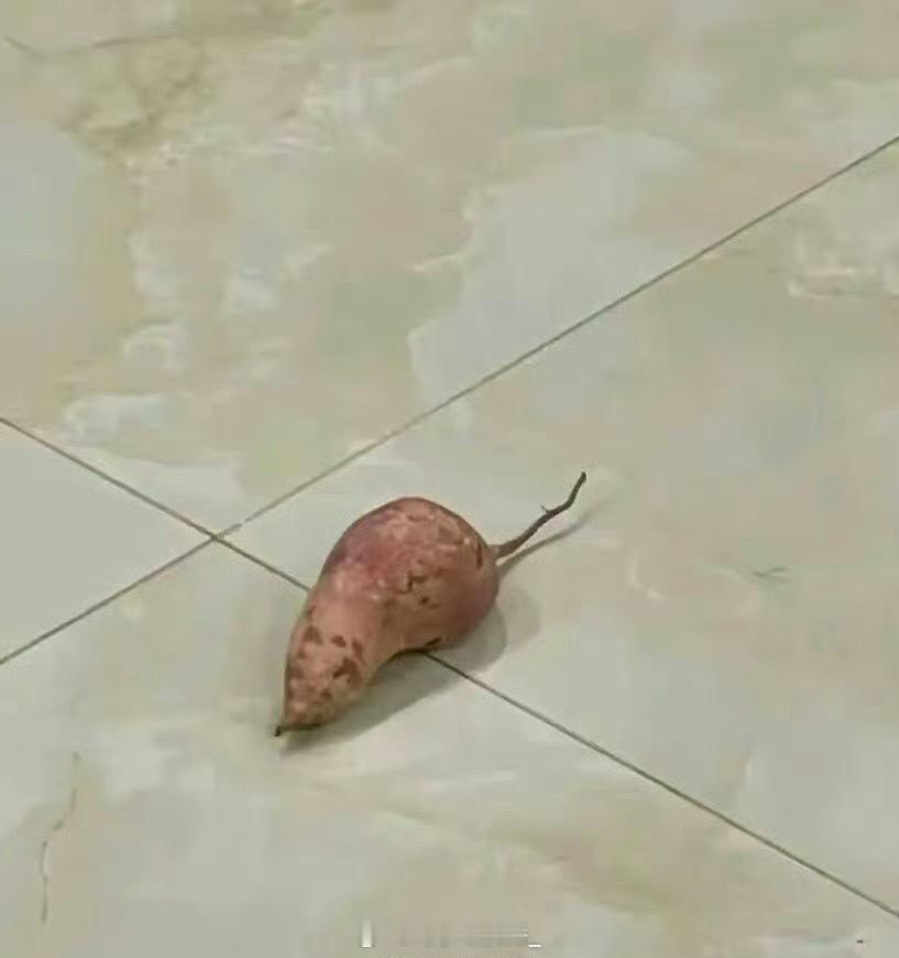 这是什么动物？在我家客厅，吓死我了 ​ ​​​