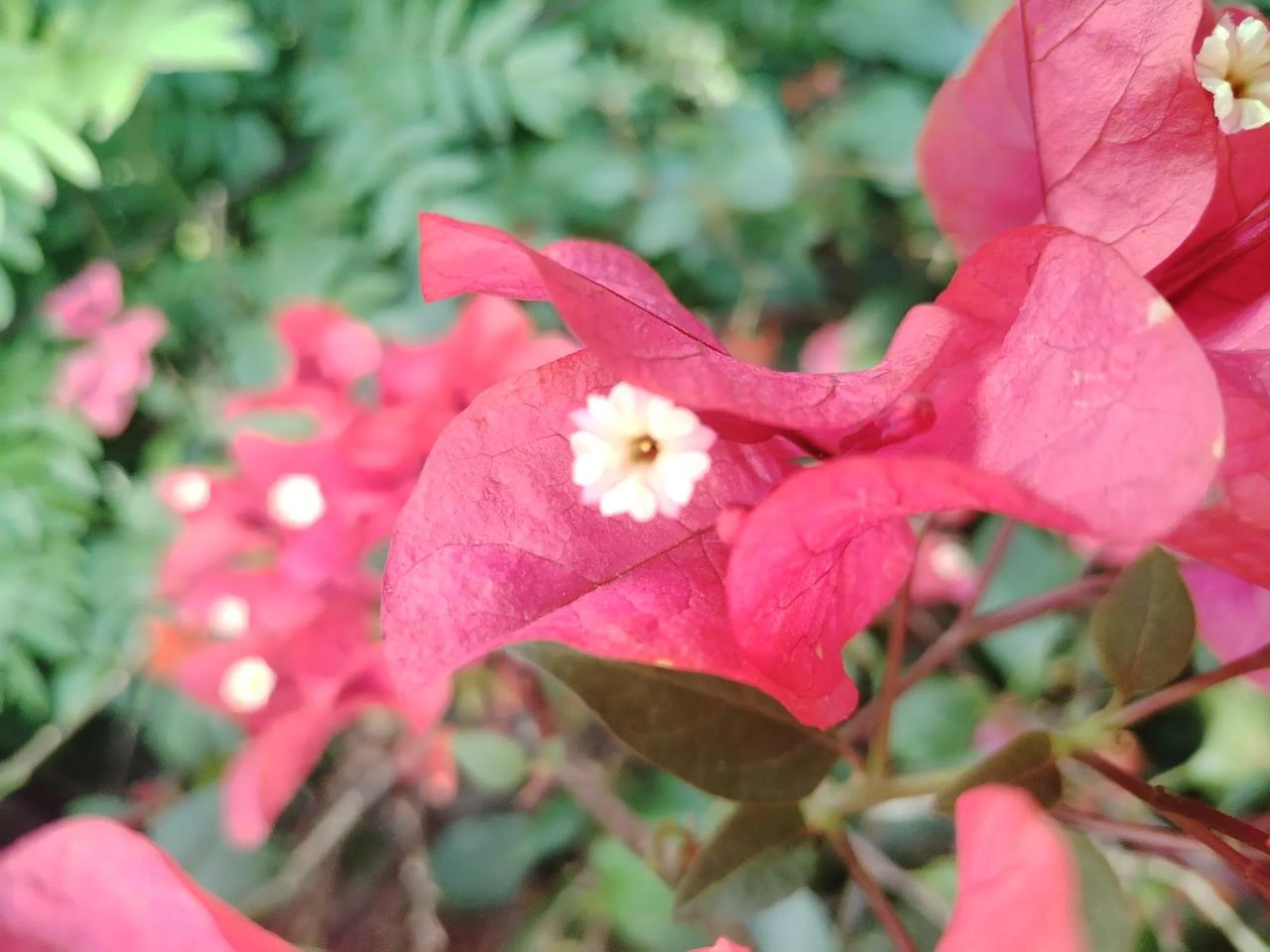 春日里，杜鹃花绽放笑颜，点亮了整个山野，山野间的杜鹃，是春天最绚烂的笔触。
春日