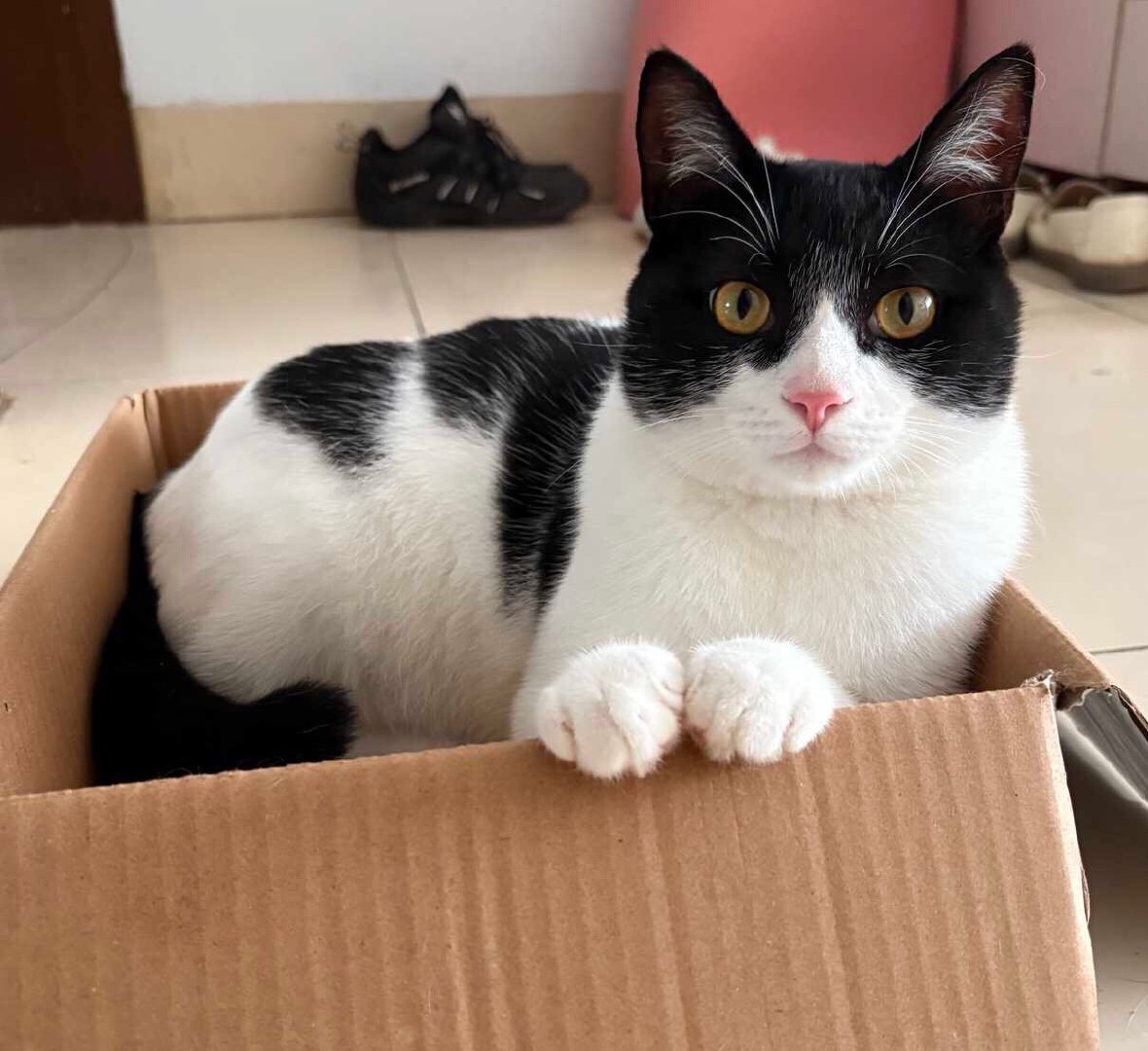“您好这里是奶牛猫咨询处”daily奶牛猫 （投稿：） 