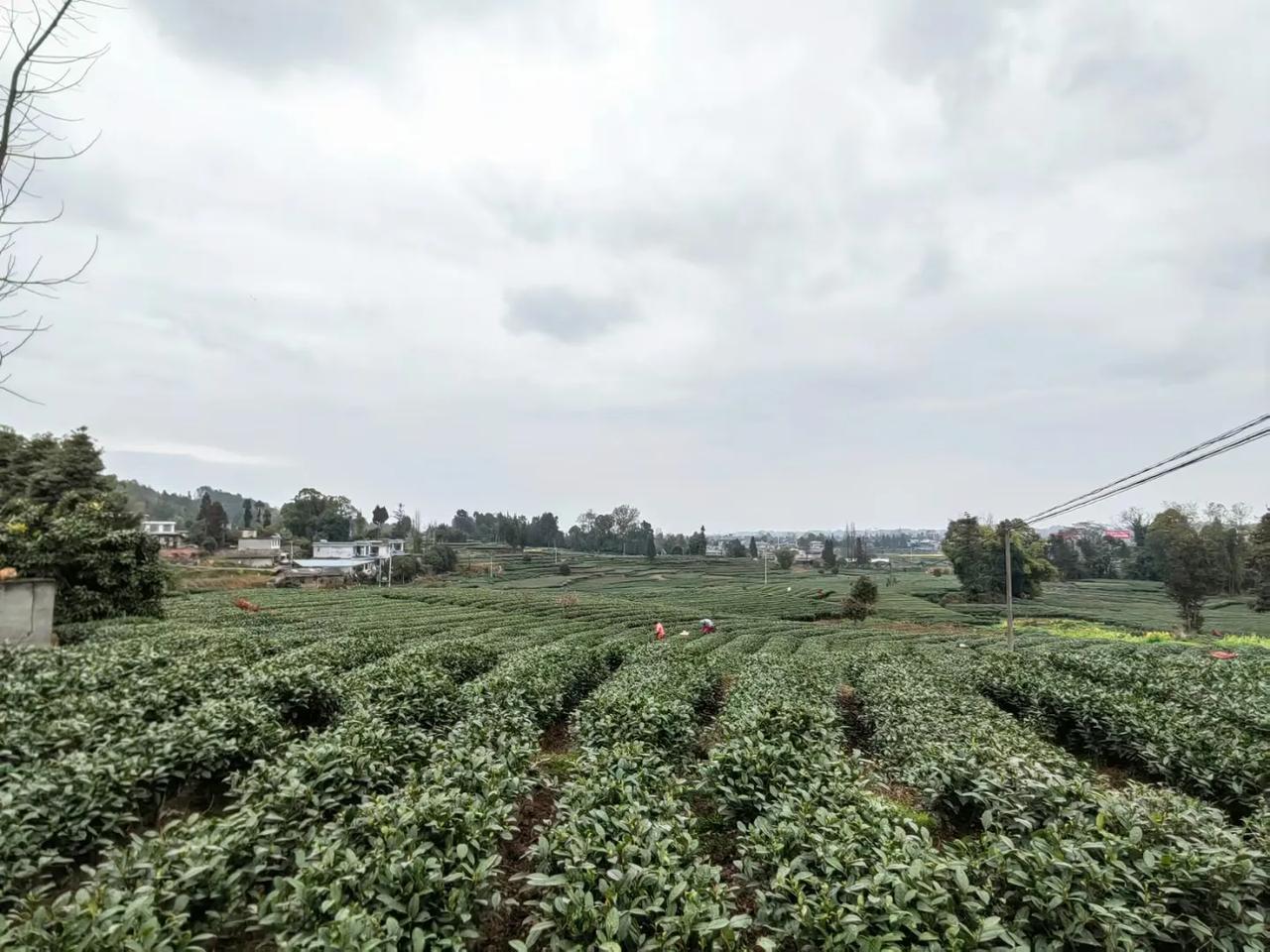 人勤春来早
茶香满山间
……
四川蒙顶山茶
首批春茶进入采摘期
……
茶农们抢抓