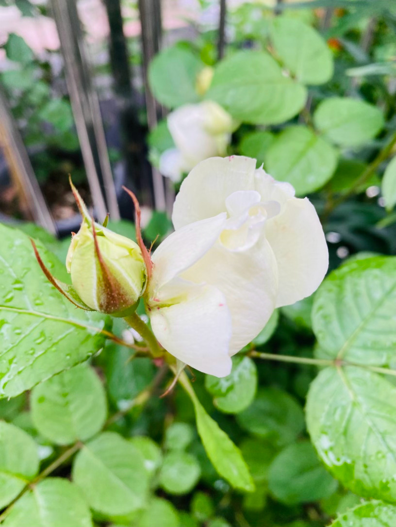 生活手记记录真实生活摄影摄影摄影 这朵月季，宛如九天之上不慎跌落凡尘的云絮，静静