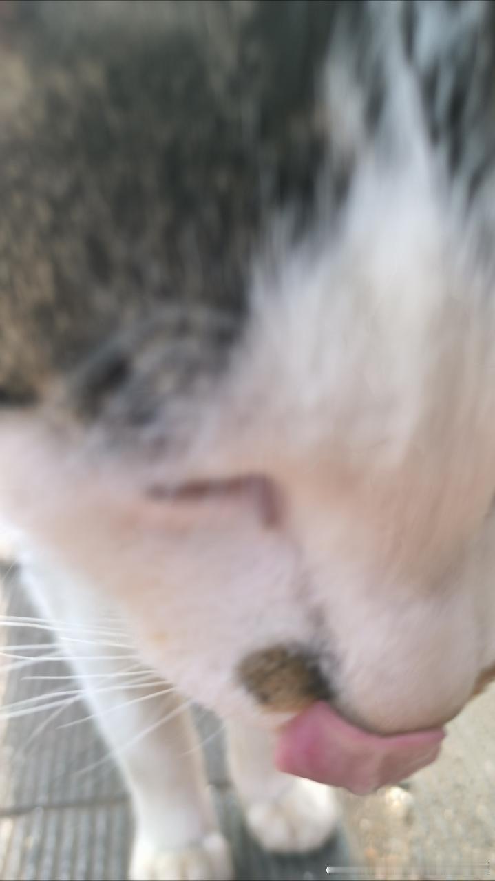 49542【丑猫】两兄弟 