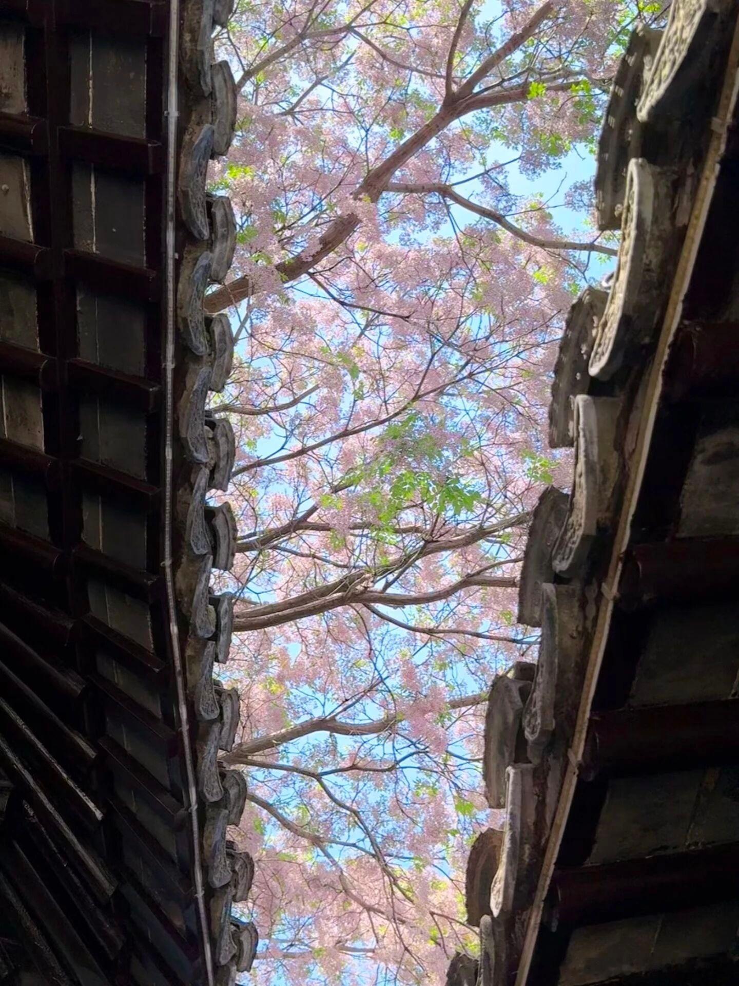 五月苏州苦楝花悄然盛放，白里透着淡淡粉紫，晕开朦胧蓝紫色氛围感。 