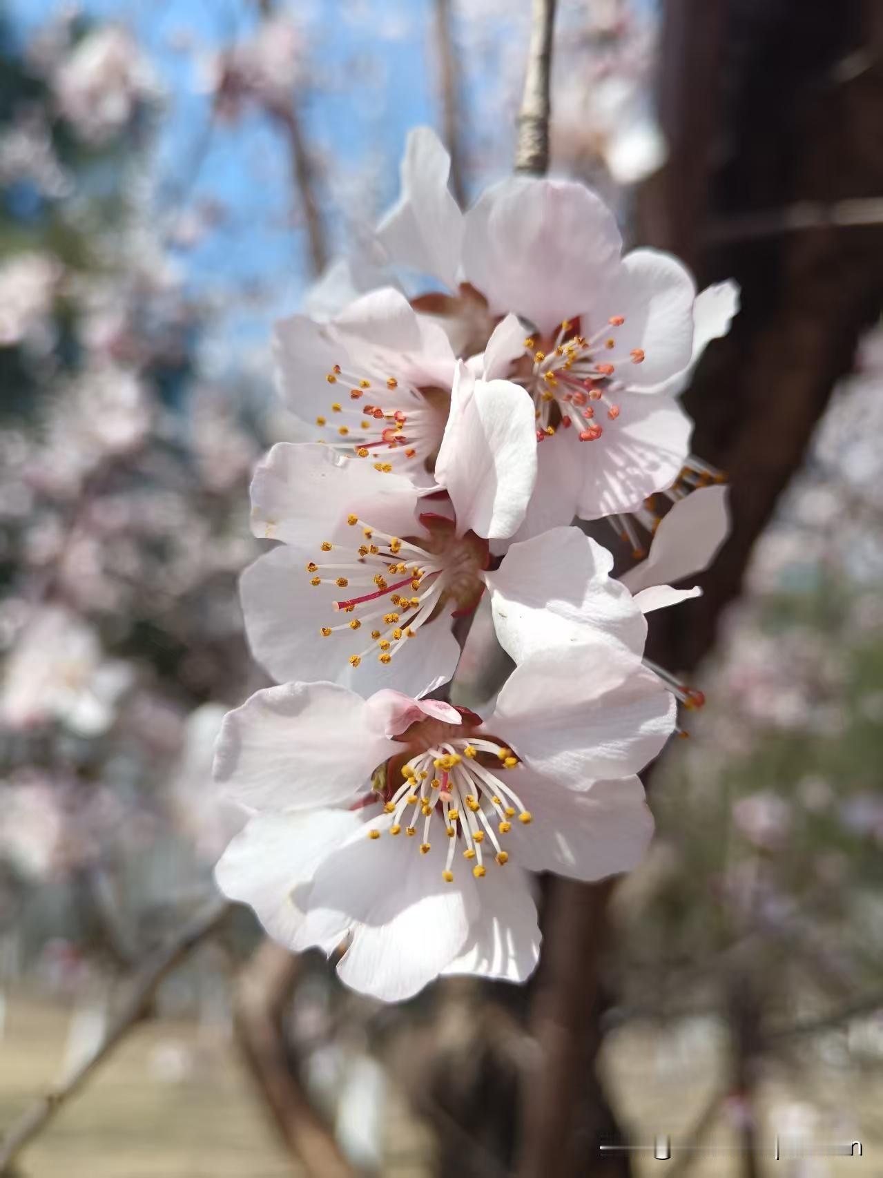 今天是股骨颈骨折术后第一百天，想了想也没觉得太难熬。

从刚开始摔伤的无奈，到跑