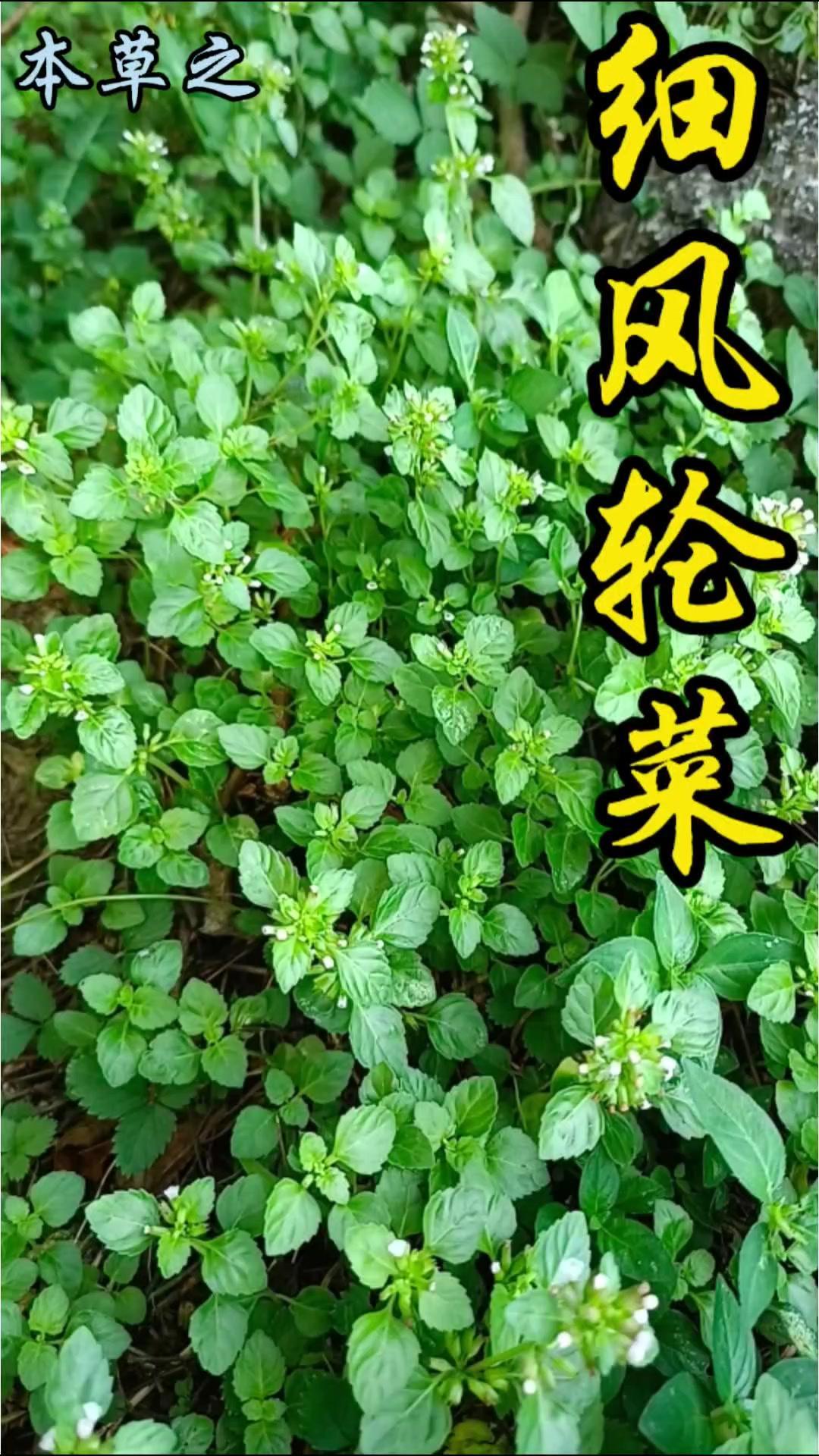 路边不起眼的野草，原来是唇形科多年生草本细风轮菜！民间叫它剪刀草、野凉粉草或瘦风