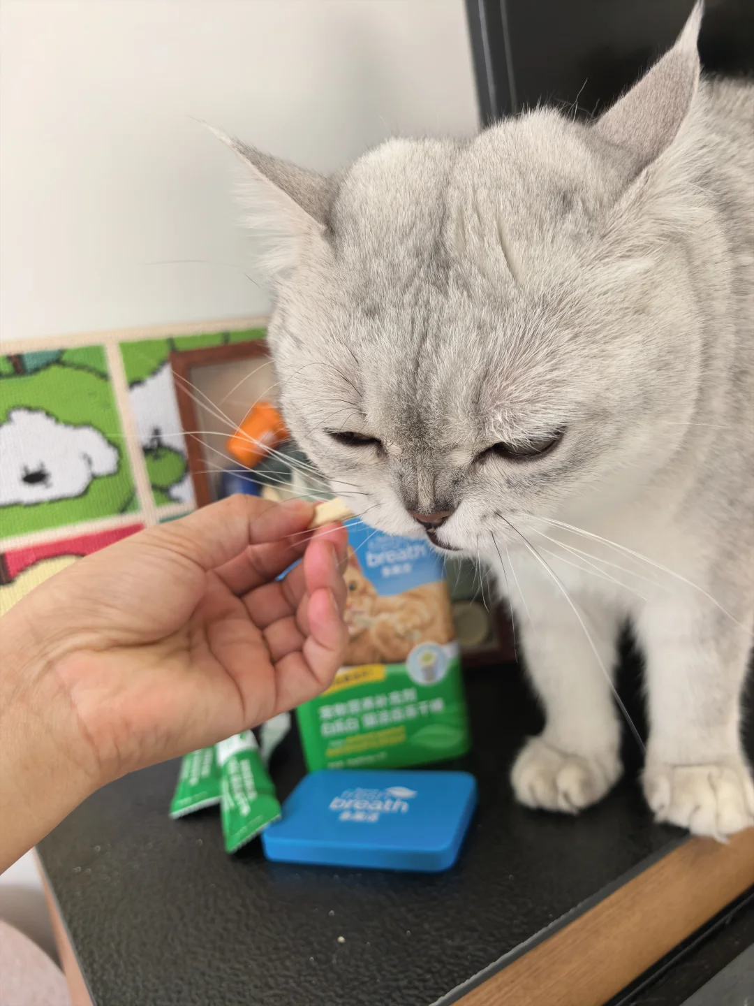 救命…啃了两天，猫嘴不臭了？？🤯