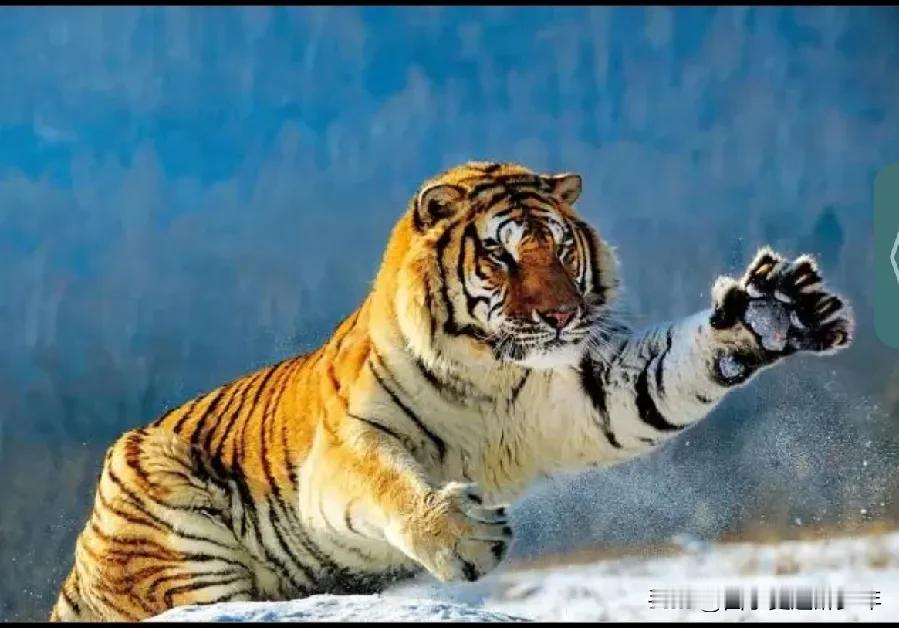 利用特色元素可增加旅游吸引力。
东北虎世界闻名，这么多年了，就没有驯化出一批温柔