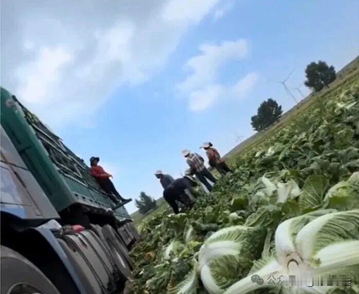 "甲醛白菜"是否流入清远？一些市民表示担心！其实大可不必担心，因为粤北清远绿水青