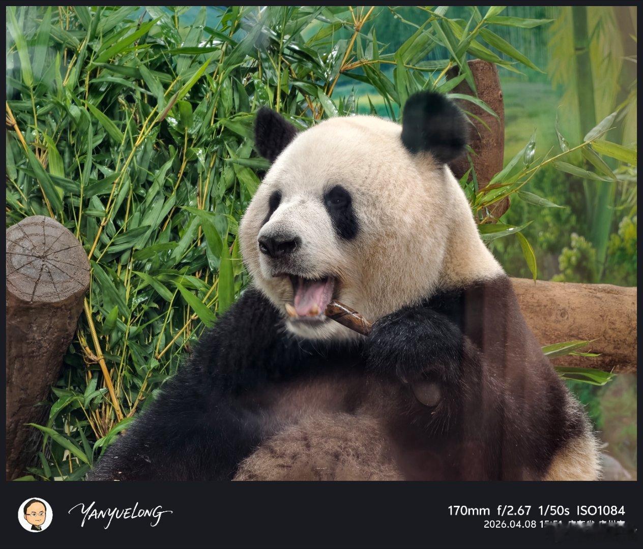 vivo X300 Ultra 加400mm增距镜拍动物，真的是纤毫毕现vivo