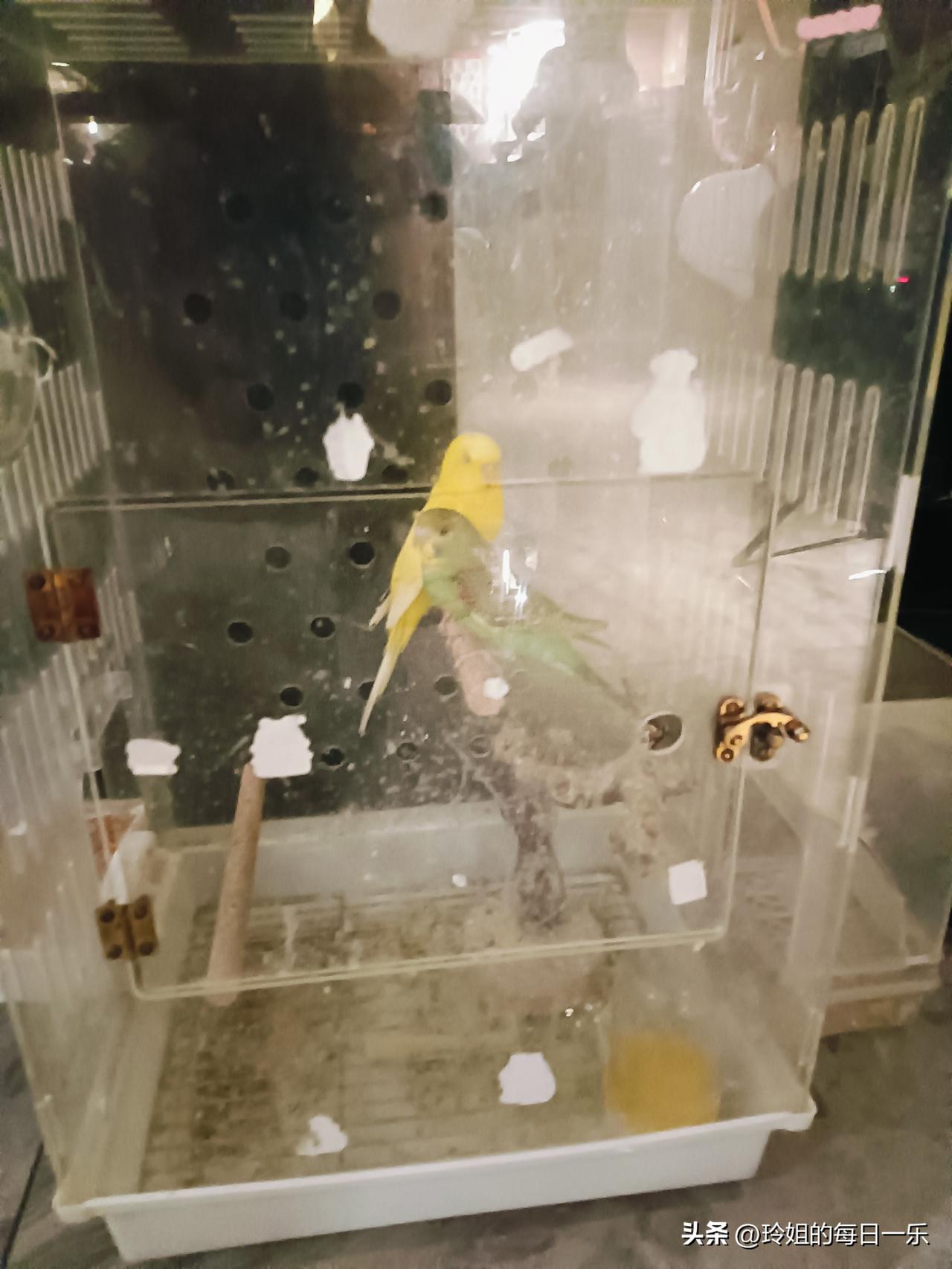 家中小鸟叽叽喳喳，平凡日子也满是欢喜🐦