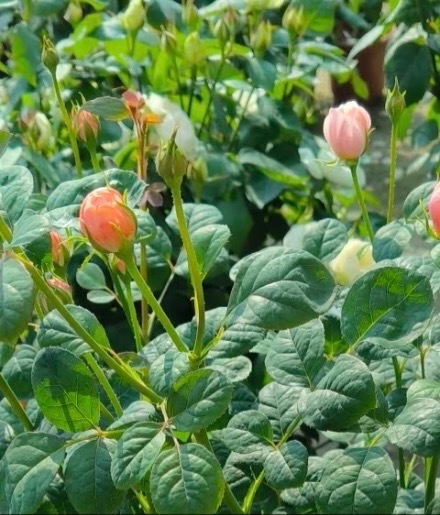 月季花1. 栽培方式：腐叶土+园土+珍珠岩+颗粒土，疏松透气排水强酸性土；根系旺