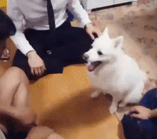 我也不知道怎么回事，看他们都在伸手，我就跟着伸了个爪。[笑cry] ​​​