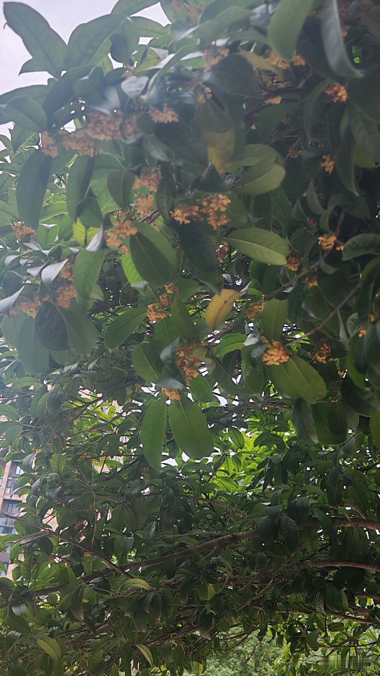 昨天，看了一天房子，滨江的房价虽然比去年降了，但还是不低。
白金海岸零七年的房子