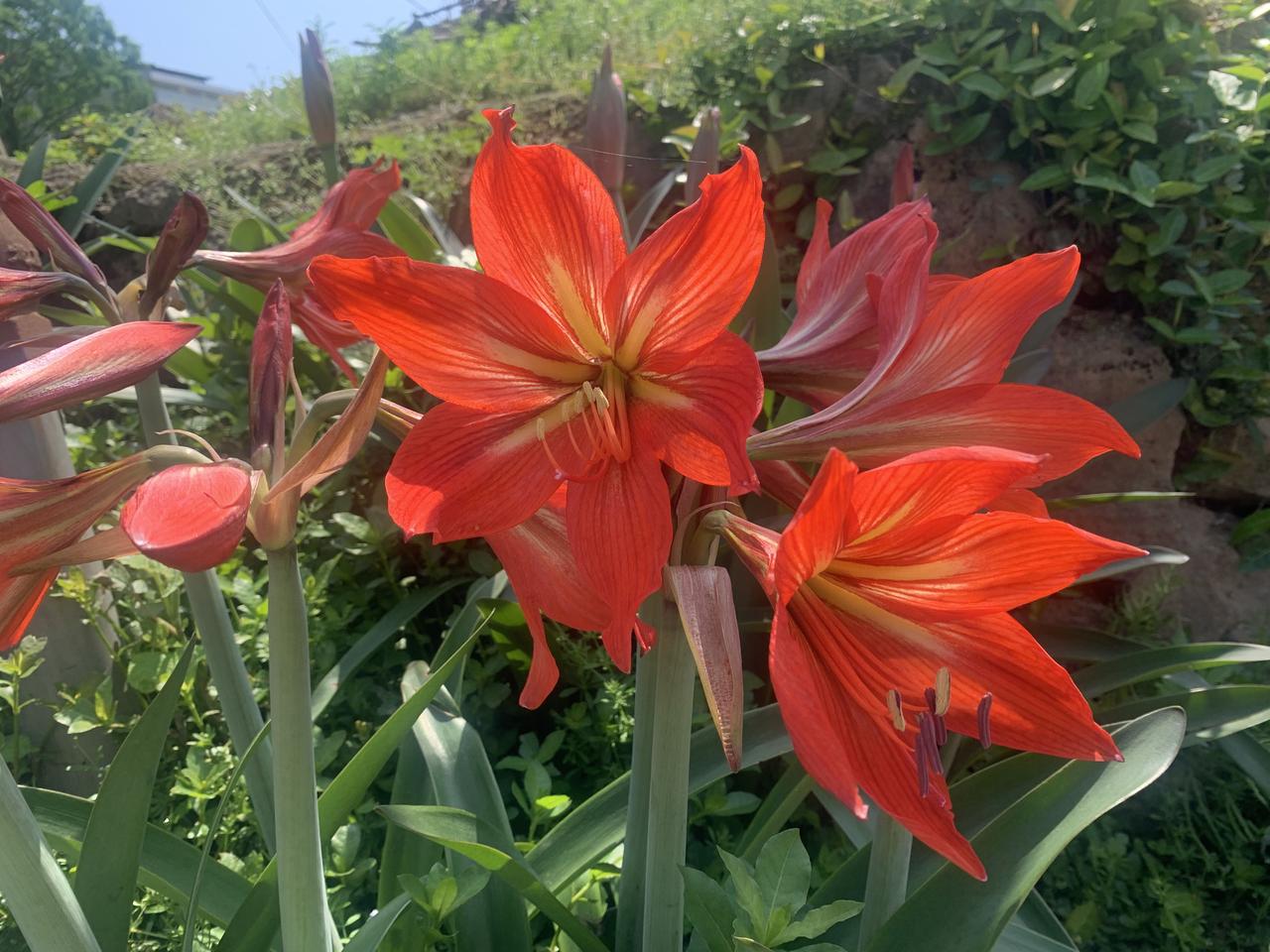 特别扎心的职场实话：很多公司里，勤恳干活的老实人，总被摆烂的小领导拿捏。

基层